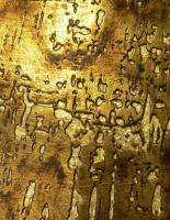 METALS Cork Aged Gold